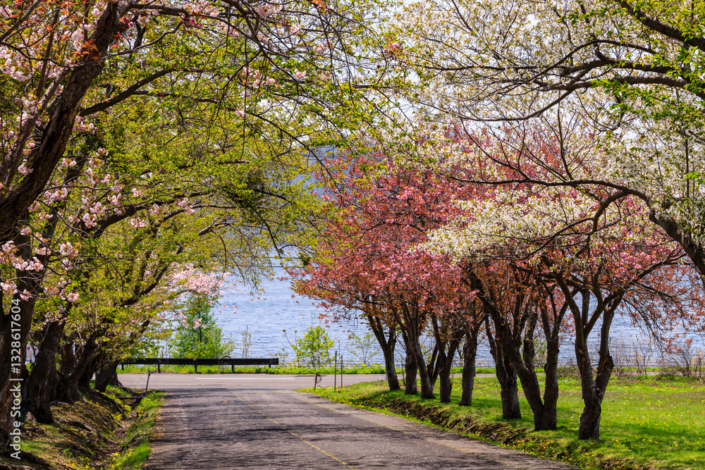 Obraz premium 北海道洞爺湖町、烏帽子岩公園の桜並木【5月】