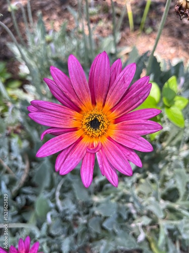 Pink and yellow flower