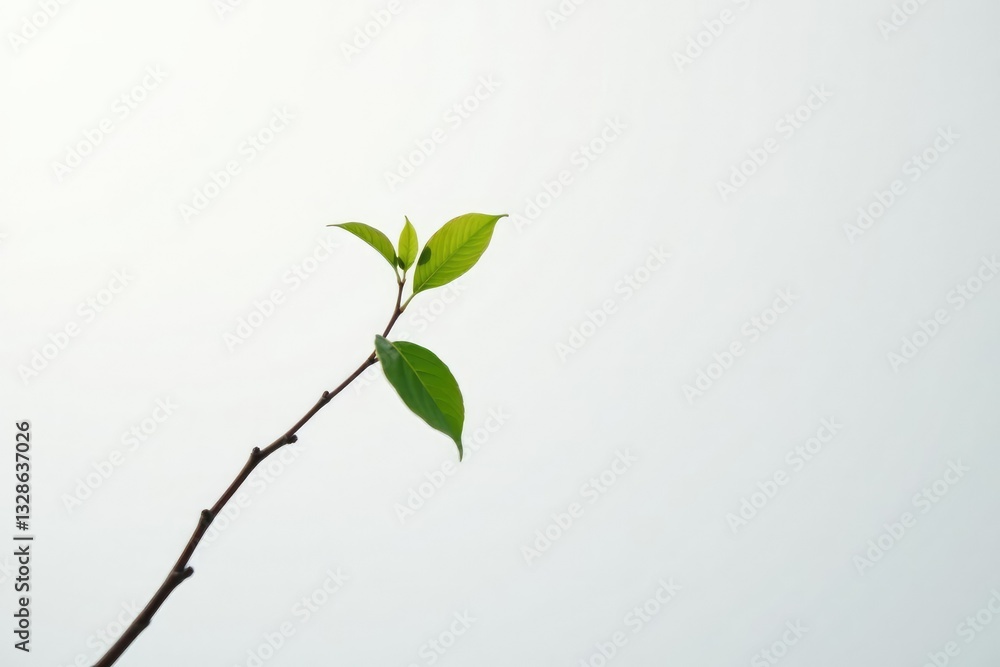 Single branch against a plain white background with subtle gradient, branch, shape Single branch against a plain white background with subtle gradient, branch, shape