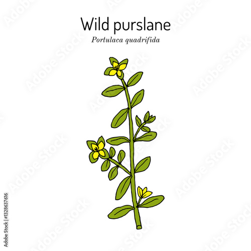Wild purslane or chicken weed (portulaca quadrifida), edible and medicinal plant. Hand drawn botanical vector illustration
