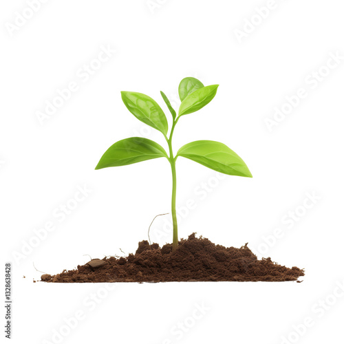 Wallpaper Mural Small Plant Sprout Growing from Soil, isolated on Transparent Background - Nature, Growth, and Greenery Torontodigital.ca