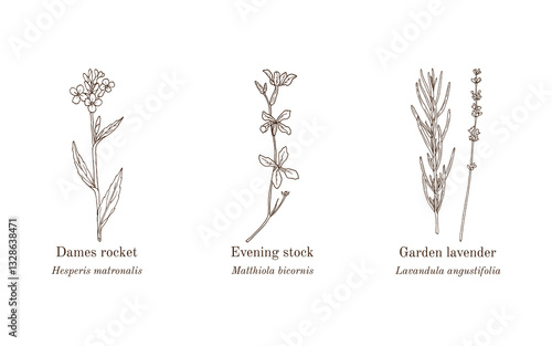 Collection of edible and medicinal plants. Hand drawn botanical vector illustration