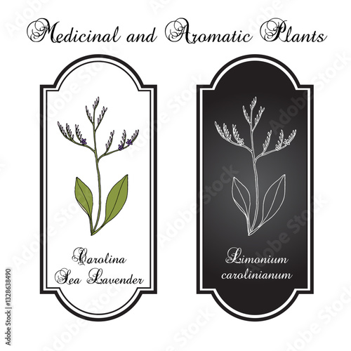 Carolina sealavender (Limonium carolinianum), medicinal plant. Hand drawn botanical vector illustration