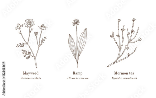 Collection of edible and medicinal plants. Hand drawn botanical vector illustration