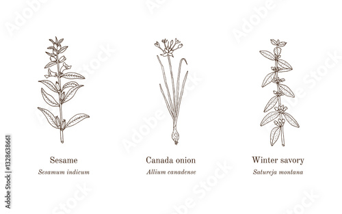 Collection of edible and medicinal plants. Hand drawn botanical vector illustration