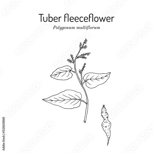 Tuber fleeceflower, or Chinese knotweed (Polygonum multiflorum), medicinal plant. Hand drawn botanical vector illustration