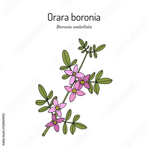 Orara boronia (Boronia umbellata), australian plant, endemic to New South Wales. Hand drawn botanical vector illustration