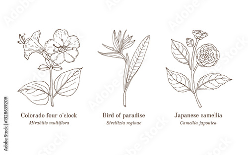 Collection of edible and medicinal plants. Hand drawn botanical vector illustration