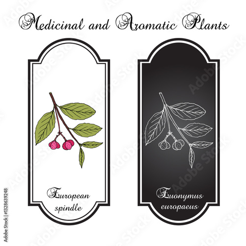 European spindle (Euonymus europaeus), medicinal and ornamental plant. Hand drawn botanical vector illustration