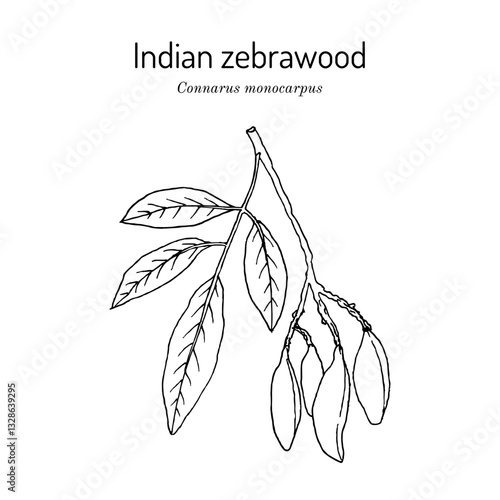 Indian zebrawood (Connarus monocarpus), medicinal plant. Hand drawn botanical vector illustration