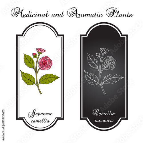 Japanese camellia (Camellia japonica), ornamental and medicinal plant. Hand drawn botanical vector illustration