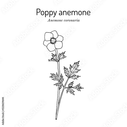 Poppy anemone, or Spanish marigold, or windflower (Anemone coronaria), ornamental and edible plant. Hand drawn botanical vector illustration