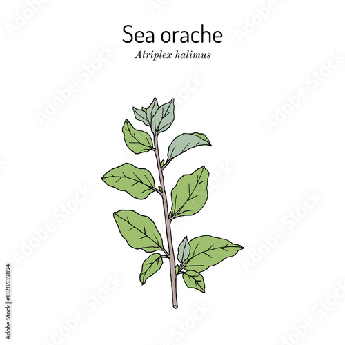Sea orache, or Mediterranean saltbush (Atriplex halimus), edible and medicinal plant. Hand drawn botanical vector illustration