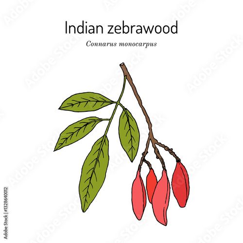 Indian zebrawood (Connarus monocarpus), medicinal plant. Hand drawn botanical vector illustration