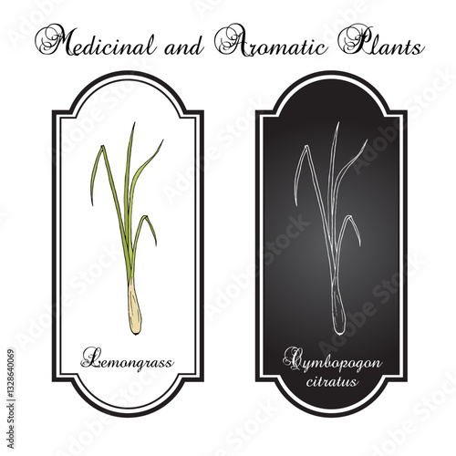 Lemon grass (Cymbopogon citratus), edible and medicinal plant. Hand drawn botanical vector illustration