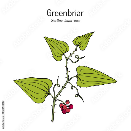 Greenbrier (Smilax bona-nox), edible and medicinal plant. Hand drawn botanical vector illustration