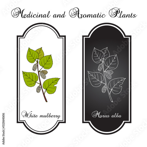 White mulberry (morus alba), edible and medicinal plant. Hand drawn botanical vector illustration