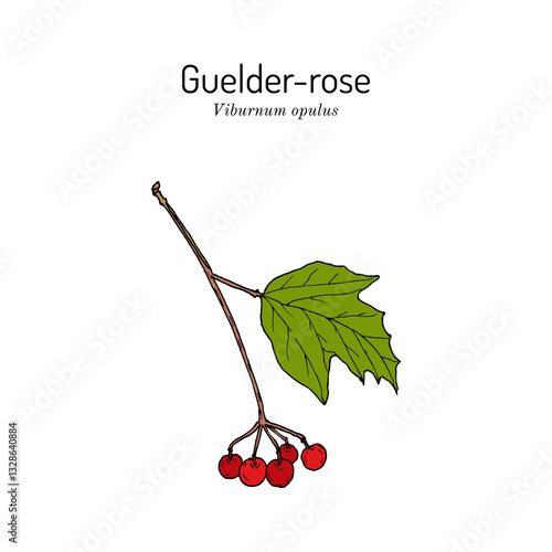 Guelder-rose (Viburnum opulus), edible and medicinal plant. Hand drawn botanical vector illustration