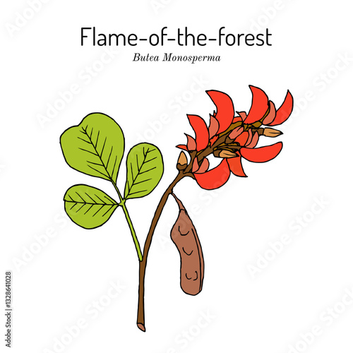 Flame of the forest, or bastard teak (Butea monosperma), medicinal plant. Hand drawn botanical vector illustration