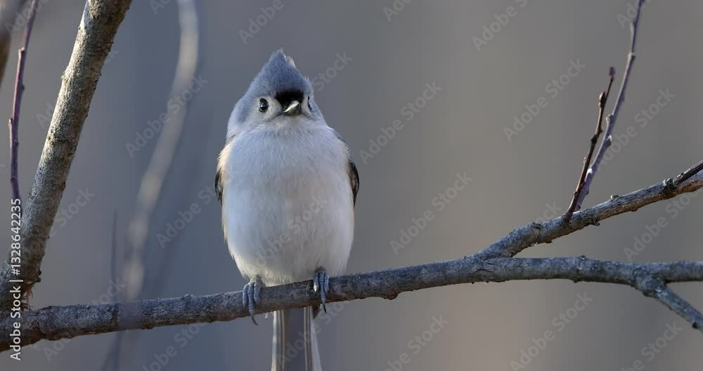 Close up shot of tufted titmouse bird on the tree branch Close up shot of tufted titmouse bird on the tree branch