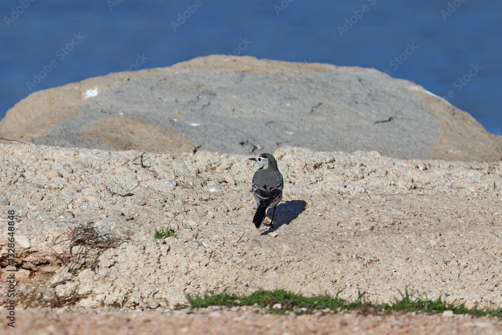 Une bergeronnette sur le rocher