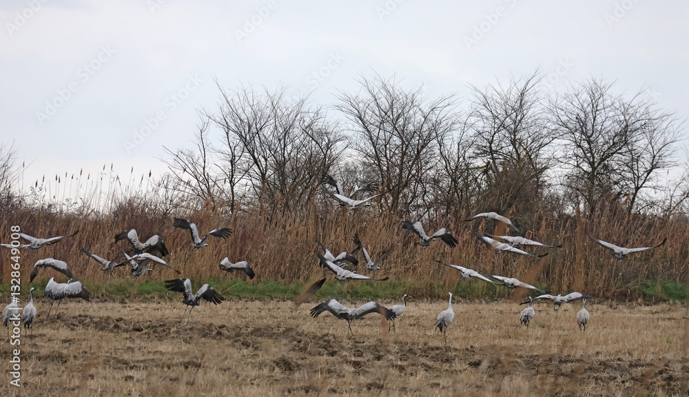 Envol de grues blanches