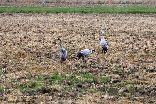 Obraz na płótnie 3 grues blanches au sol w salonie