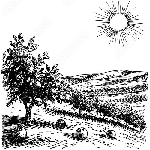 Engraved vector illustration of an orchard under the sun, capturing the serene beauty of nature in the countryside
