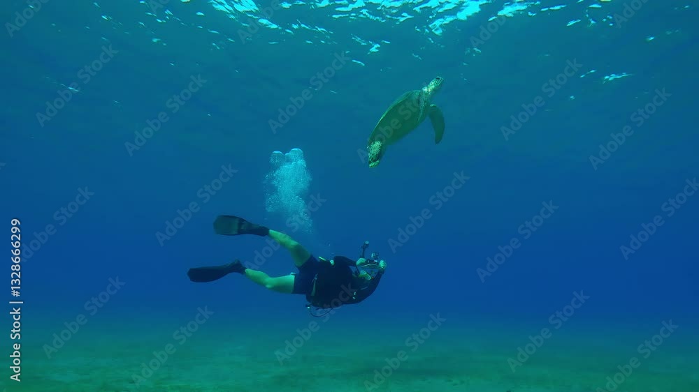 Scuba diver swims and filming Sea turtle floating up on turquoise water column, Wide-angle shot, Slow motion of Great Green Sea Turtle, Chelonia mydas swims in the blue deep water Scuba diver swims and filming Sea turtle floating up on turquoise water column, Wide-angle shot, Slow motion of Great Green Sea Turtle, Chelonia mydas swims in the blue deep water