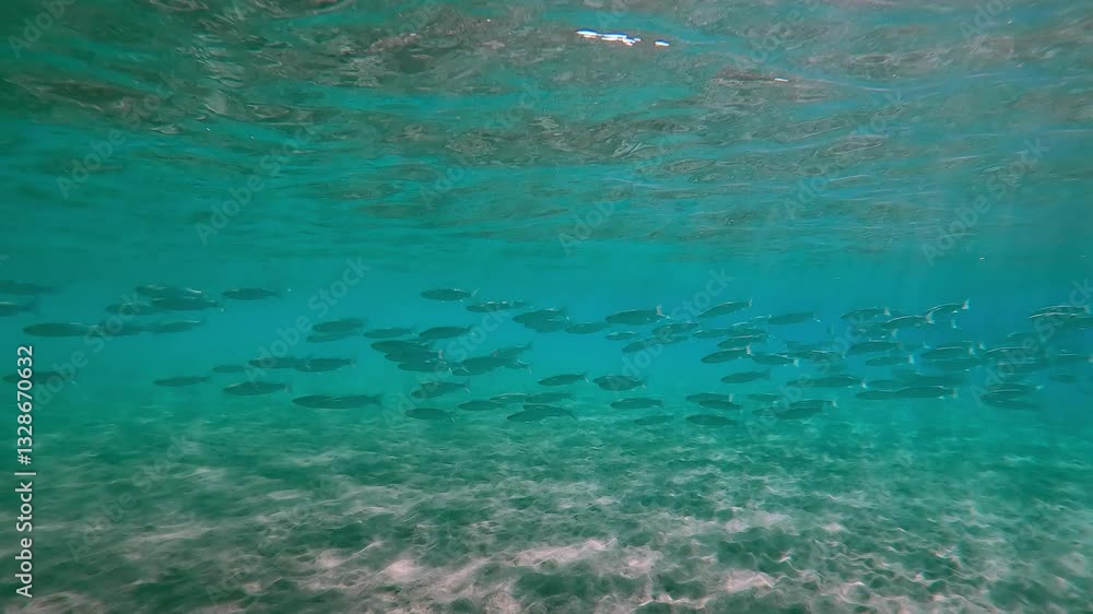 Shoal of Mullet fish floating in turquoise water in sunburst at sunny day, Slow motion of lots Mullets, Mugilidae swimming in the water column in sunbeams at daytime Shoal of Mullet fish floating in turquoise water in sunburst at sunny day, Slow motion of lots Mullets, Mugilidae swimming in the water column in sunbeams at daytime