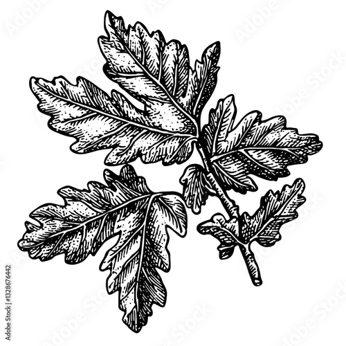 Elegant engraved illustration of fig leaves perfect for tattoo designs or decorative packaging accents