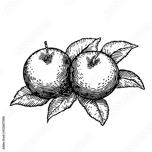 Intricate engraved illustration of apples with leaves suitable for tattoo designs and packaging