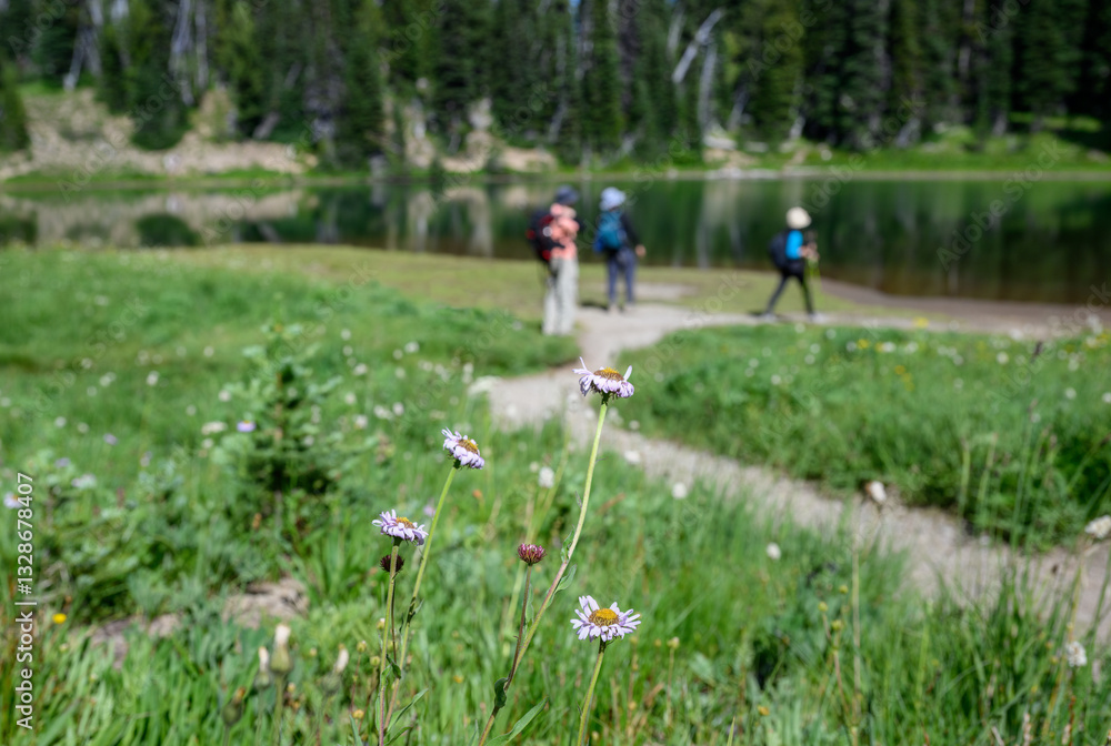 Subalpine daisies along Shadow Lake Trail. Out-of-focus tourists walking by the lake. Mount Rainier National Park. Washington State. Subalpine daisies along Shadow Lake Trail. Out-of-focus tourists walking by the lake. Mount Rainier National Park. Washington State.