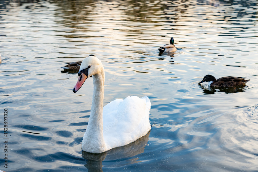 Obraz premium Graceful swan swims alongside ducks in a peaceful lake
