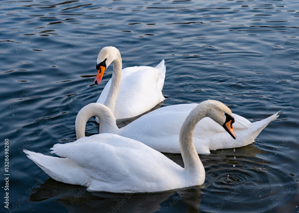 Naklejka premium Swans gracefully swimming in a serene lake during daylight