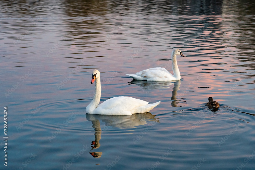 Swans and a duck swimming peacefully at sunset by the lake Swans and a duck swimming peacefully at sunset by the lake