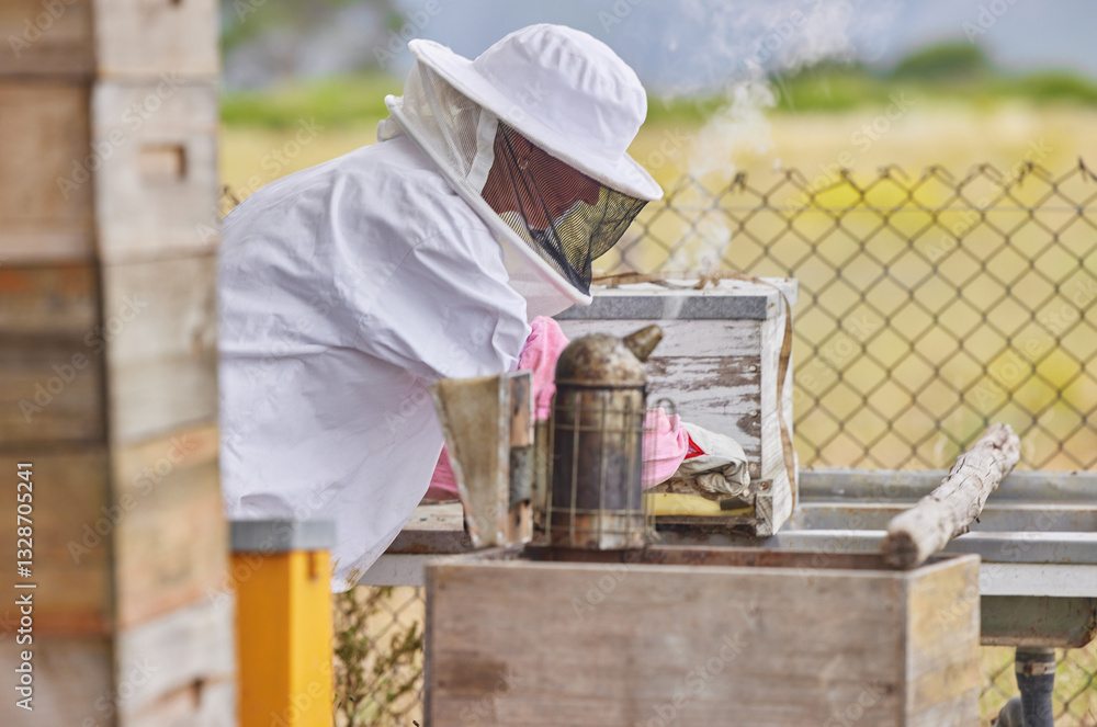 Farm, beekeeper and harvesting of honey, hive and opening frame for inspection of brood and honeycomb. Outdoor, small business and person with protection of suit, process and equipment for production Farm, beekeeper and harvesting of honey, hive and opening frame for inspection of brood and honeycomb. Outdoor, small business and person with protection of suit, process and equipment for production