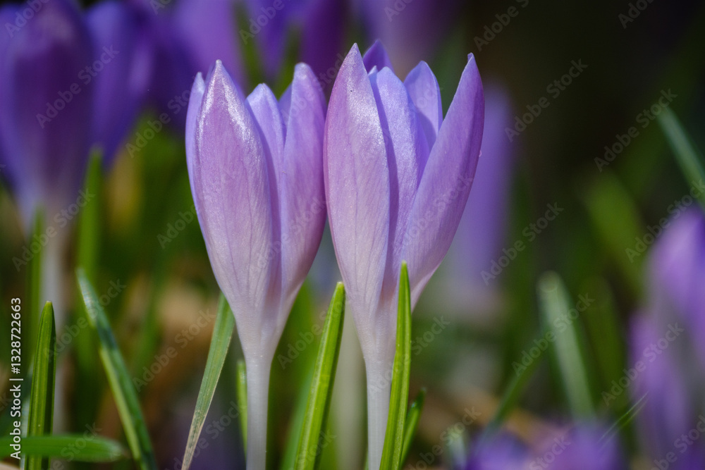 Violet crocus flower in early spring Violet crocus flower in early spring