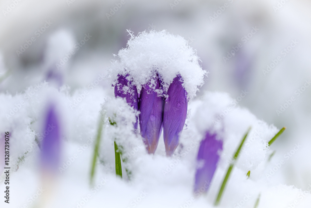 Violet crocus flowers in winter