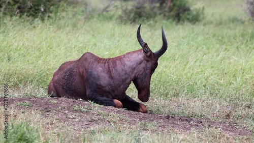 Wallpaper Mural Lone Red hartebeest antelope lies on bare mound in African savanna Torontodigital.ca