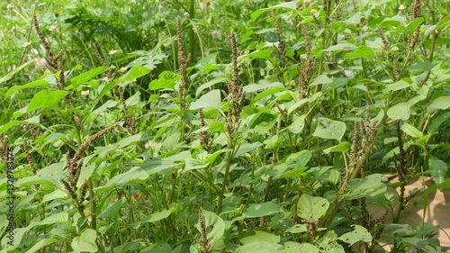 Wallpaper Mural Amaranthus viridis or green amaranthus plants with its seed heads are swaying in the wind  Torontodigital.ca