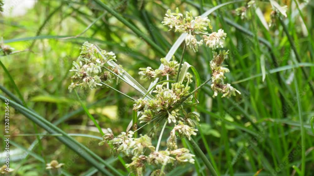 The seed head of the Scirpus cyperinus or Woolgrass is swaying in the wind The seed head of the Scirpus cyperinus or Woolgrass is swaying in the wind
