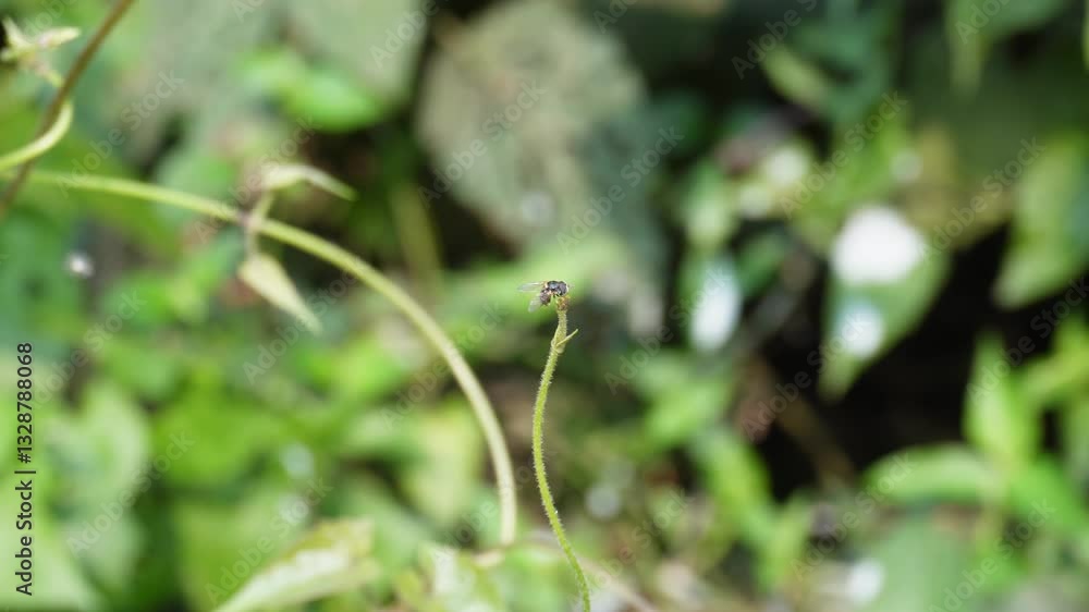 A house fly is sitting on a thin stem of a plant and it is nodding against the mild breeze A house fly is sitting on a thin stem of a plant and it is nodding against the mild breeze