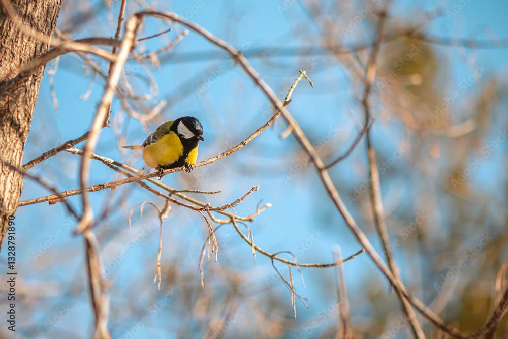 Naklejka premium Great tit with vibrant yellow and black plumage perching on a slender, bare branch of a tree, set against a clear blue sky on a bright, sunny winter day