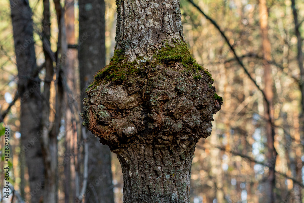 Obraz premium For growing on a tree in the forest.