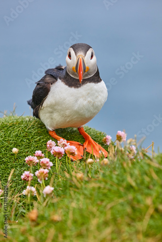 Puffin on a fjord under the rain. Latrabjarg Peninsula. Iceland