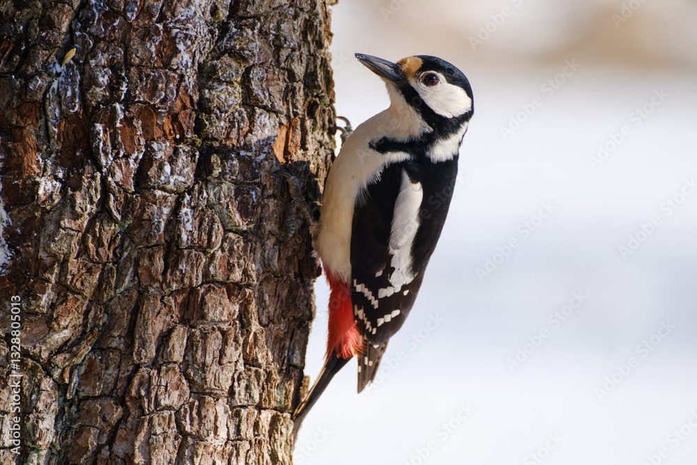 Great spotted woodpecker on a tree trunk