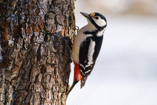 Obraz na płótnie Great spotted woodpecker on a tree trunk
w salonie
