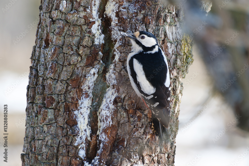 Great spotted woodpecker on a tree trunk
