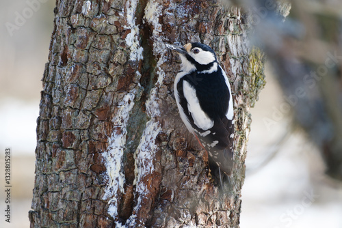 Great spotted woodpecker on a tree trunk
